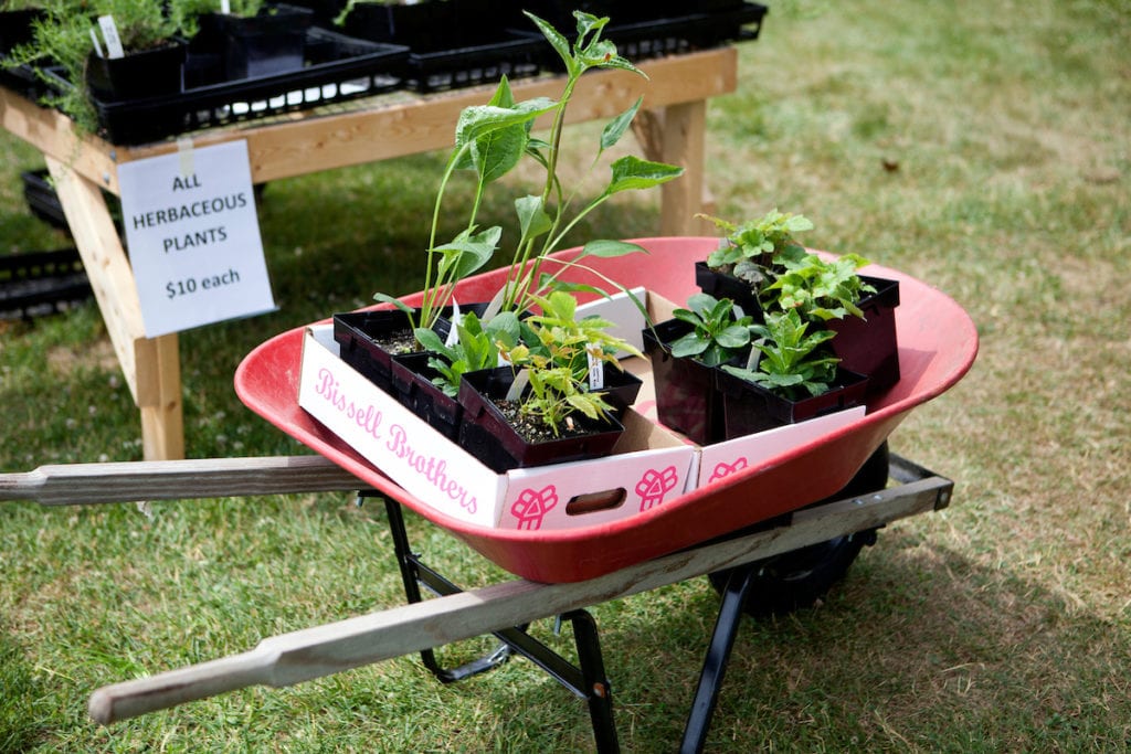 Plants in a wheelbarrow at the 2018 BNH Native Plants Sale