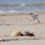 Piping Plover chick at Popham Beach