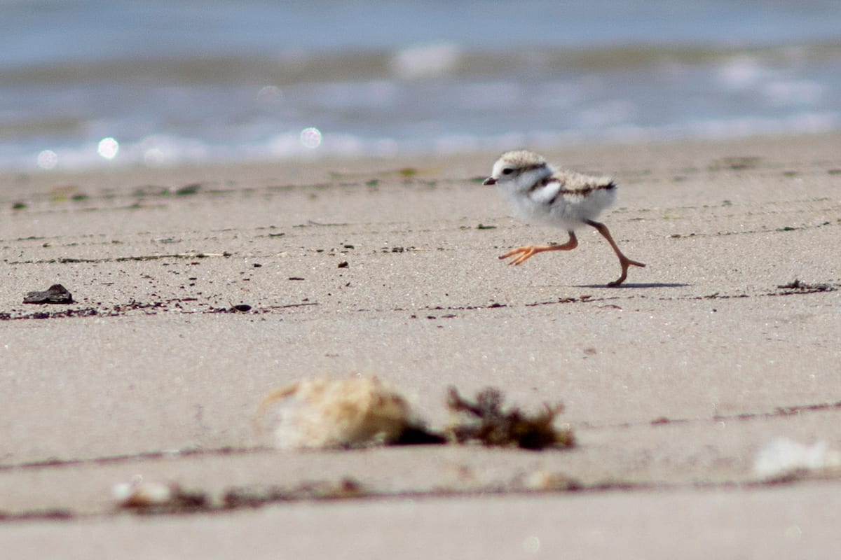Piping Plover chick at Popham Beach