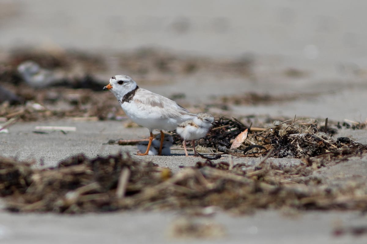 A Piping Plover adult and chick at Popham Beach. (Ariana van den Akker/Maine Audubon)
