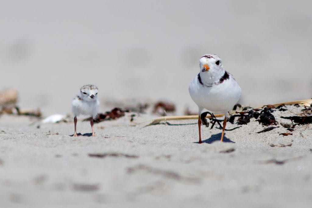 A Piping Plover adult and chick at Popham Beach