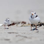 A Piping Plover adult and chick at Popham Beach