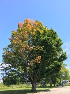 Sugar maple tree along Gilsland Farm driveway