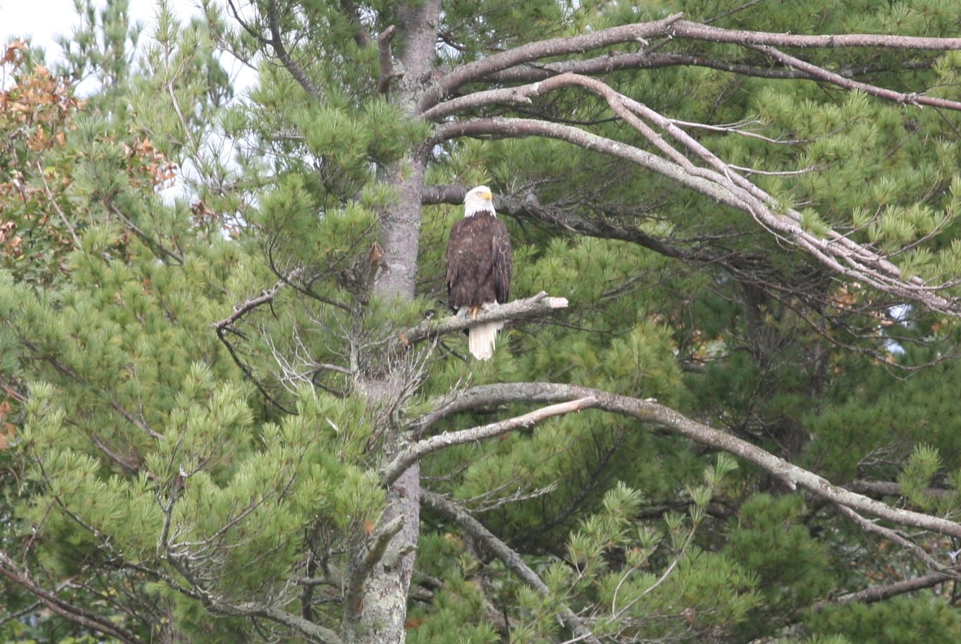 An adult Bald Eagle perched on a pine tree