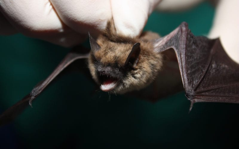 a USGS scientist holds an Eastern Small-footed Bat