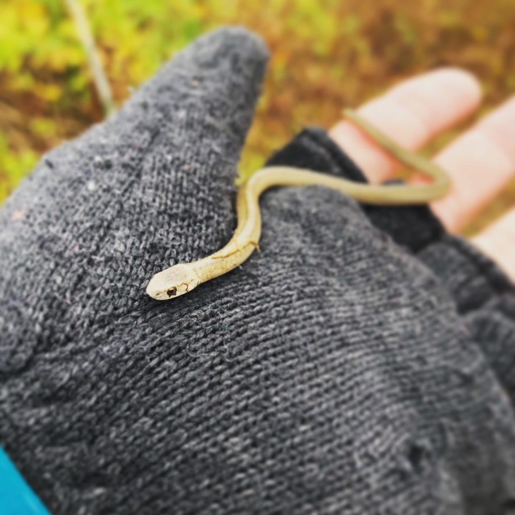 a DeKay's Brown Snake found during the Gilsland Farm Big Sit 2018