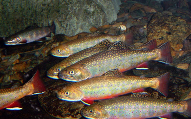 A school of Brook Trout