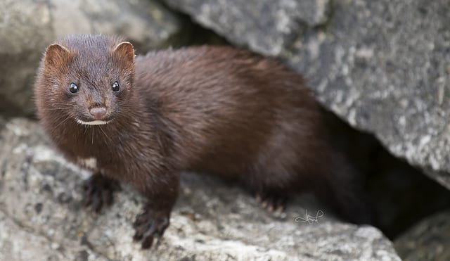The Sea Mink likely looked very similar to this American Mink