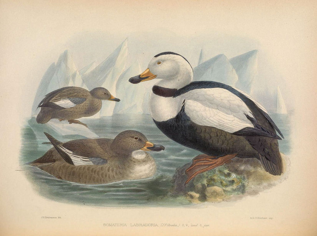 Ornithological miscellany V.2 London :TrÃ¼bner and Co., Bernard Quaritch, R.H. Porter,1876-1878. http://biodiversitylibrary.org/item/110042