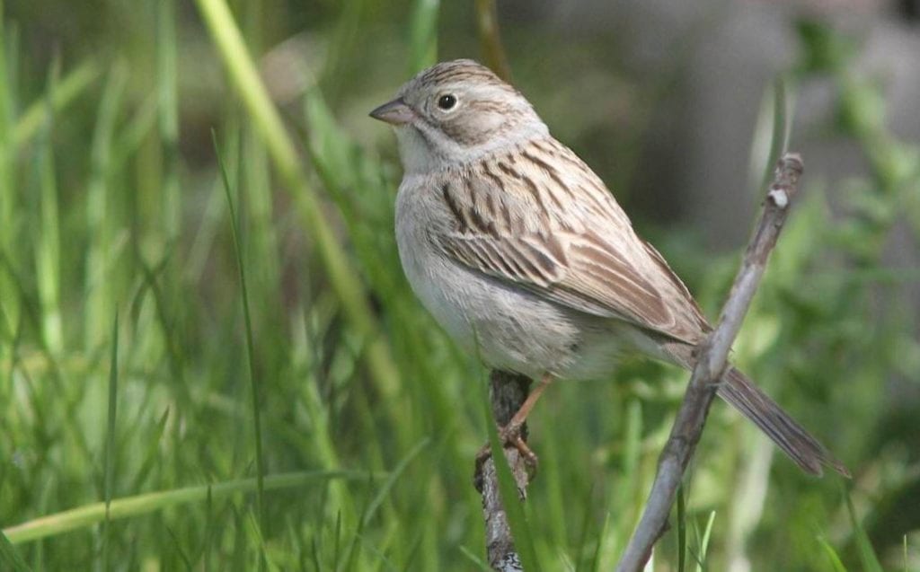 Though not flashy, this Brewer's Sparrow was a big deal when it showed up in Maine in May 2014. Photo by Doug Hitchcox.