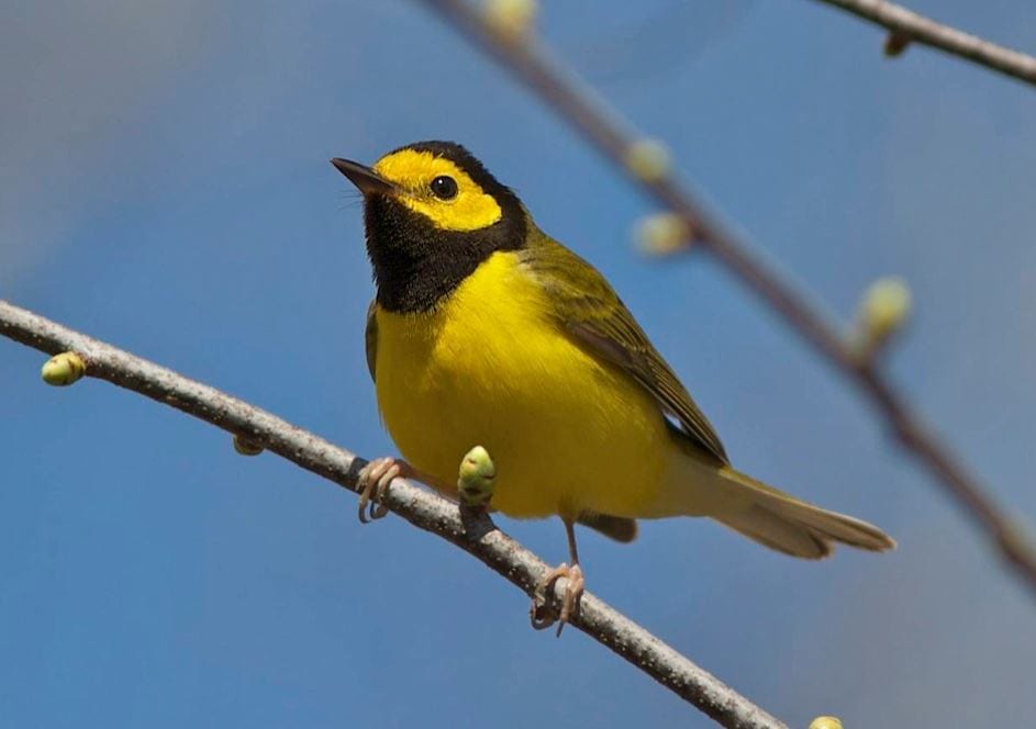 This Hooded Warbler seen by Doug Hitchcox in April 2012 likely overshot its breeding ground.