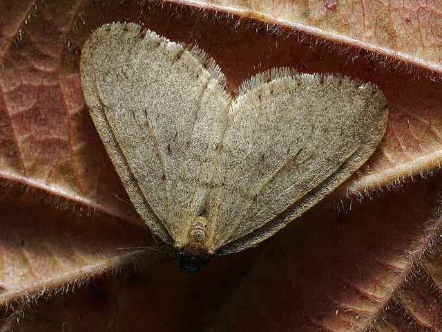 Keep an eye out for Winter Moths! Photo: Ilia Ustyantsev / Flickr