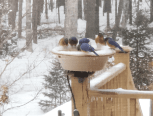 Bluebirds gather at a heated bird bath during a January snow storm.