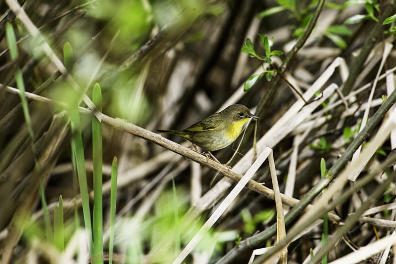 Common Yellowthroat by Nick Leadley