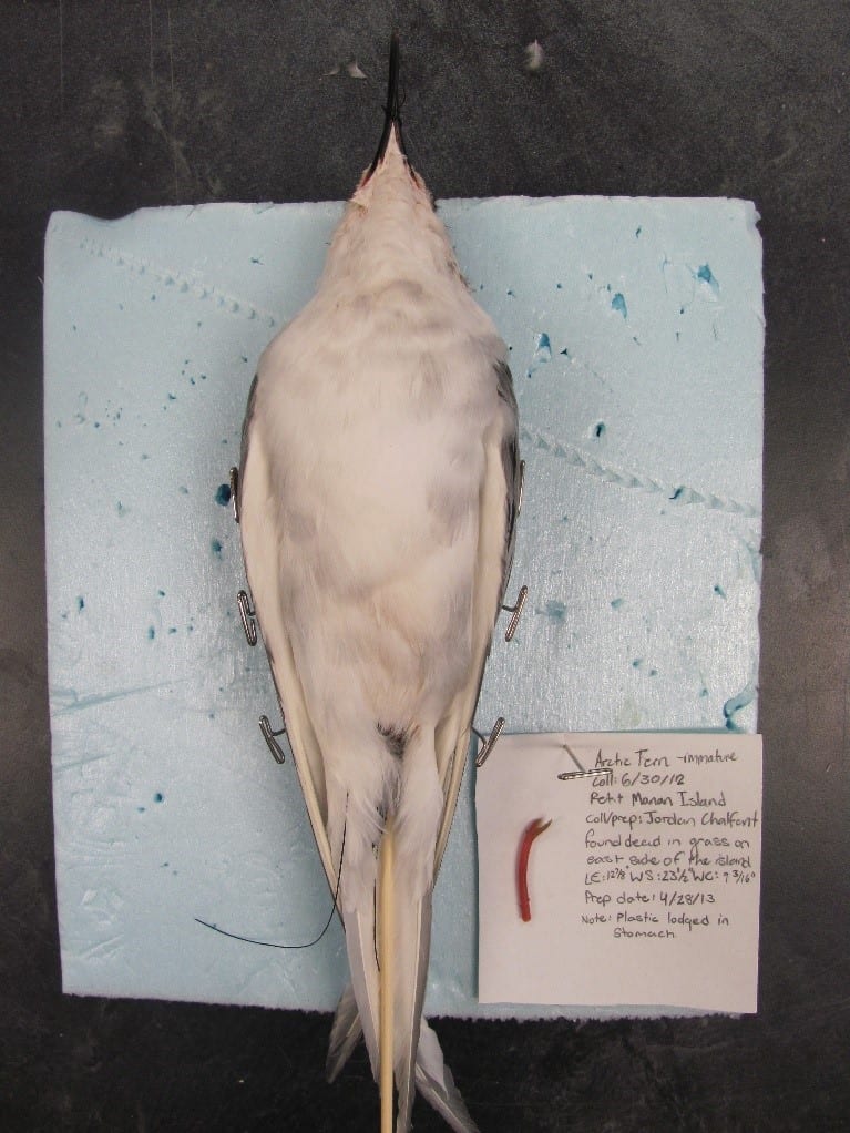 An immature Arctic Tern died on Petit Manan Island after ingesting plastic. Photo: USFWS