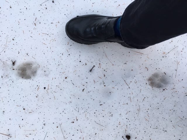 Prints left behind by the hungry fox. Photo: Susan Gilpin.