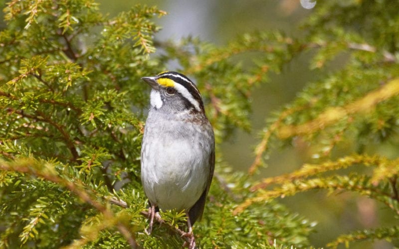 White-throated Sparrow by Pam Wells