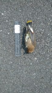Dead bird on a road