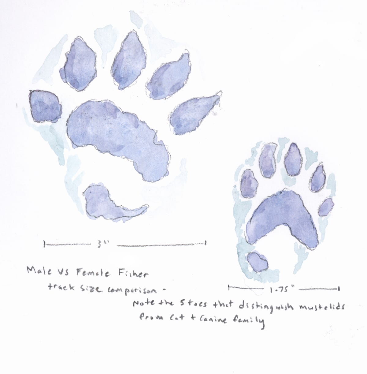 What Does A Fisher Cat Tracks Look Like