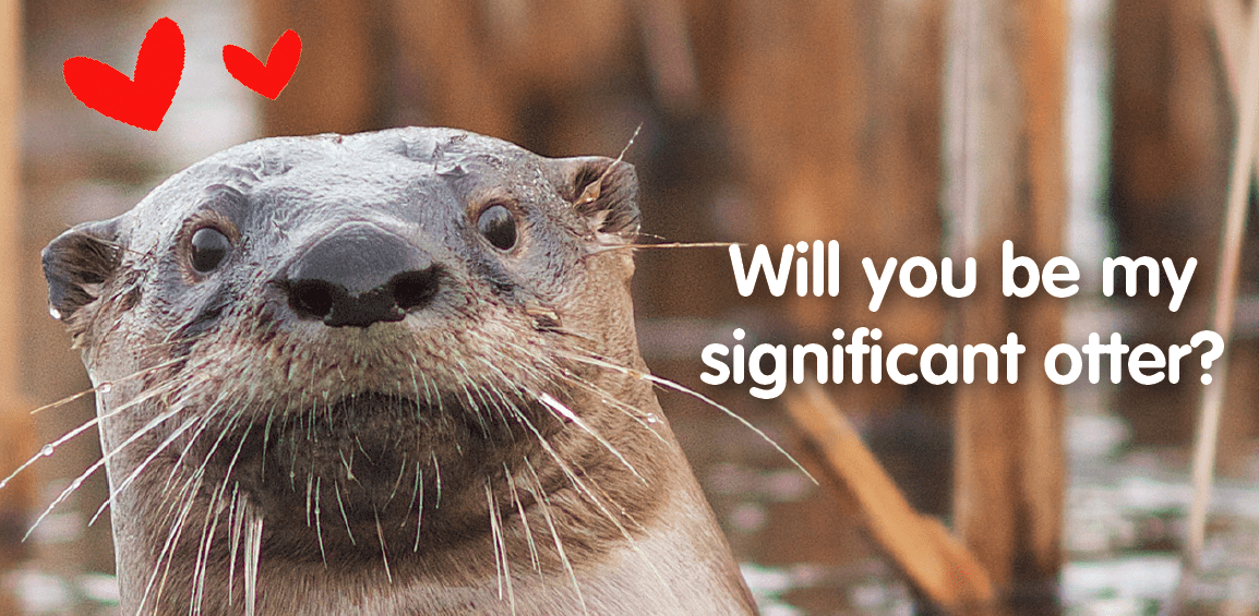 Significant Otter Helps Couples Communicate From the Heart