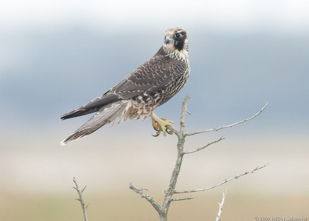 Peregrine Falcons are protected under the Maine Endangered Species Act