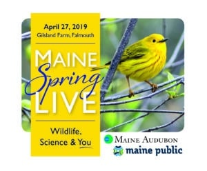 Maine Spring LIVE logo