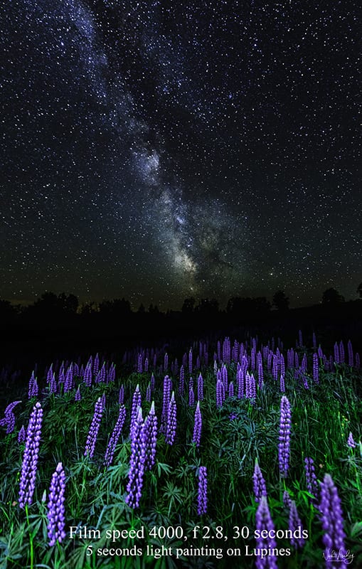 Lupines at night. Photo: Nick Leadley