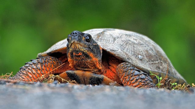 Wood Turtle by John Brandauer / Flickr