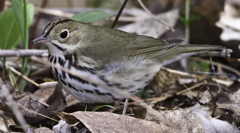 Ovenbird by Kirk Rogers / Flickr