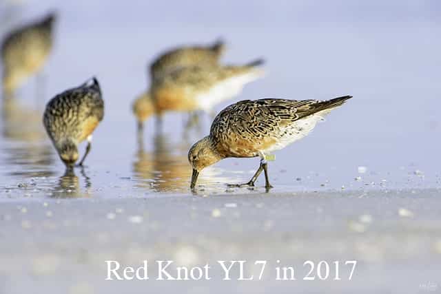 Banded Breeding Red Knots by Nick Leadley