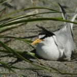 Least Tern by Charles Governali