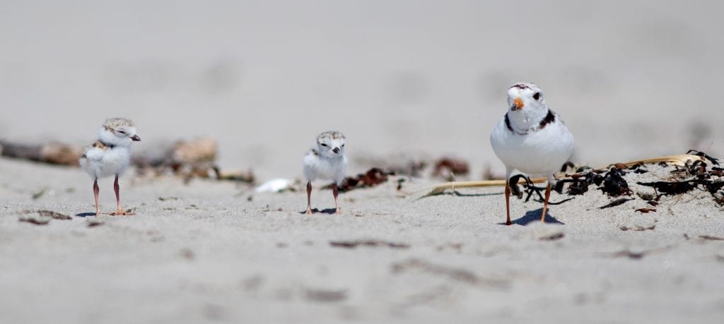 Piping Plover and chicks