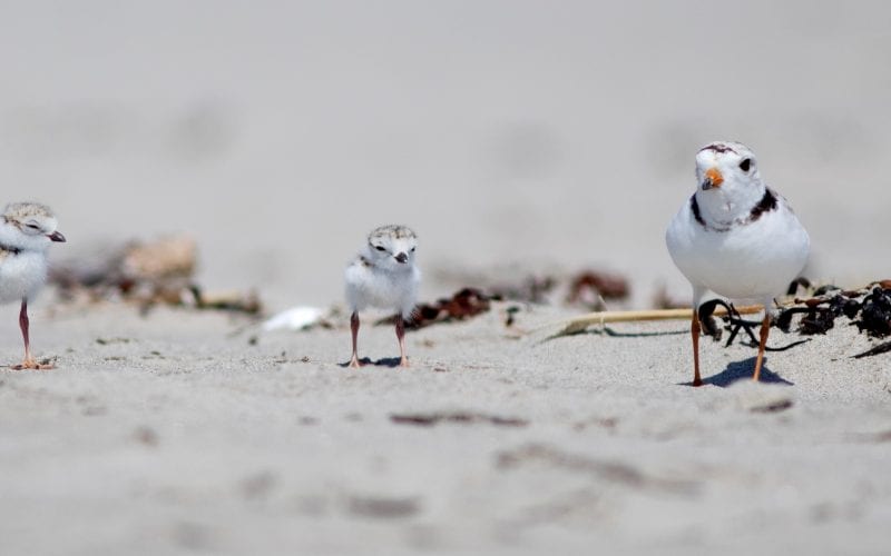 Piping Plover and chicks