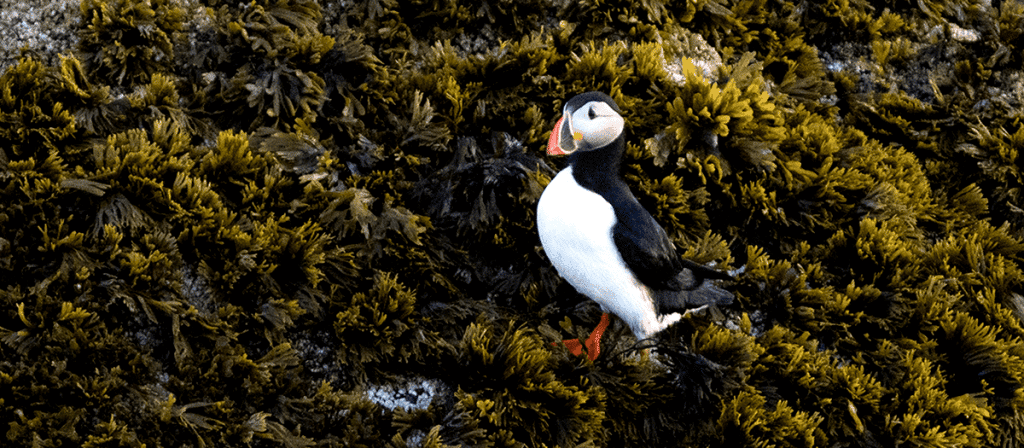 Puffin on Eastern Egg Rock