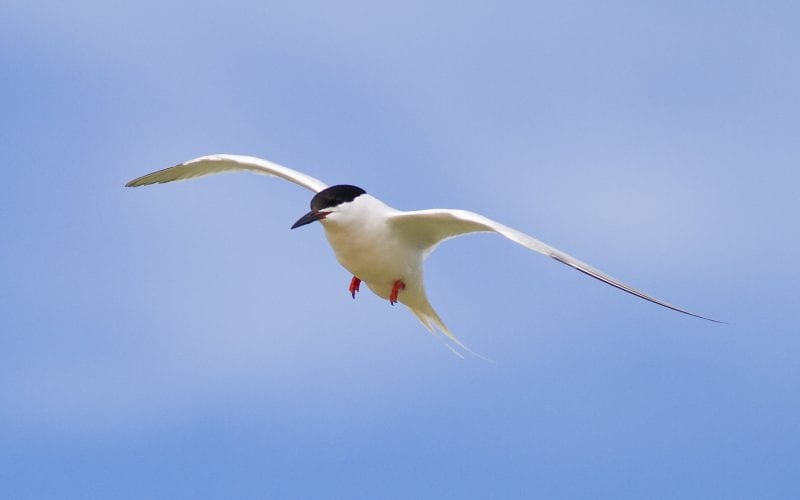 Roseate Tern by Natural England