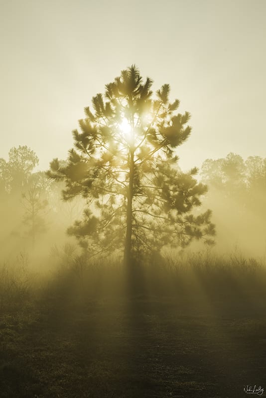 Sunrise Tree by Nick Leadley