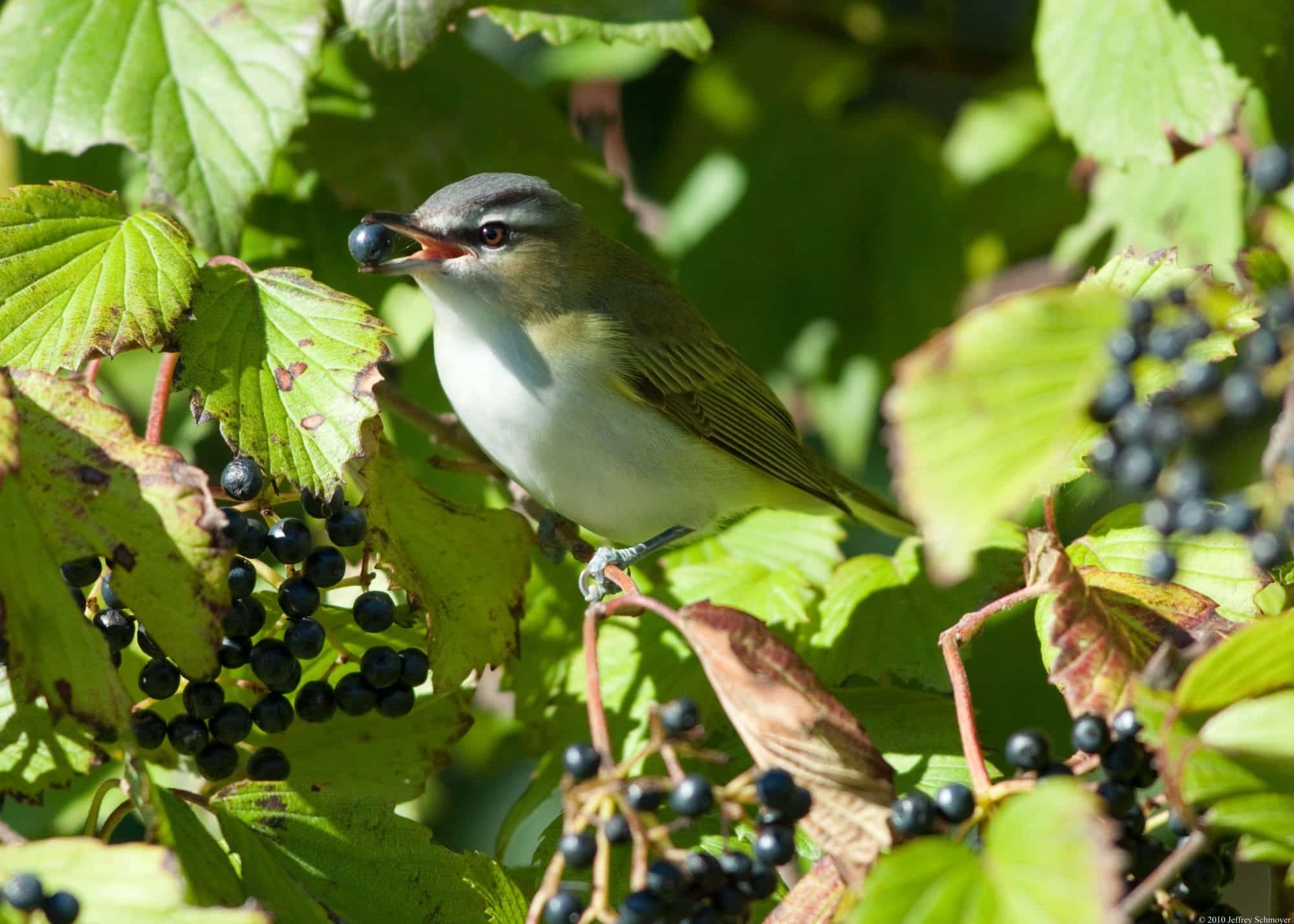Backyard Bird of the Month for May: Red-eyed Vireo – Maine Audubon