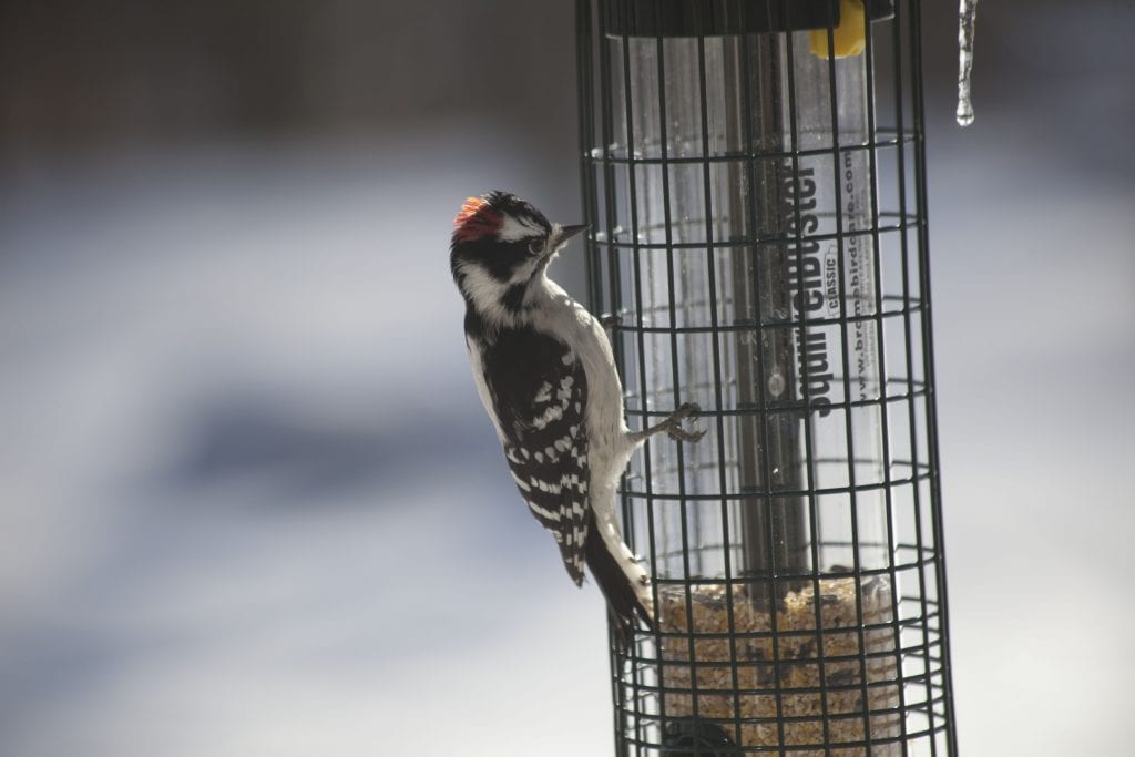 woodpecker at birdfeeder