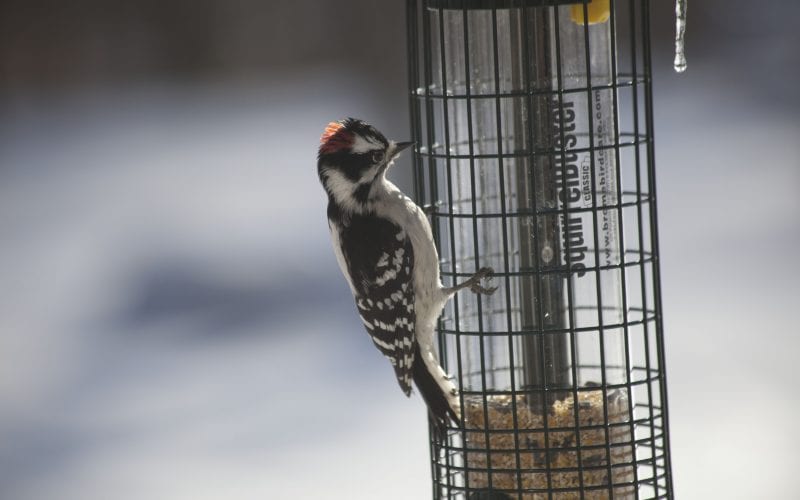 woodpecker at birdfeeder