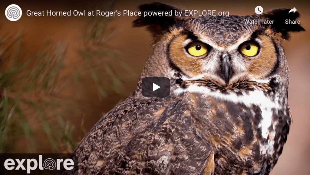 Great Horned Owl Cam by explore.org