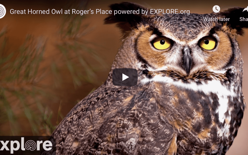 Great Horned Owl Cam by explore.org