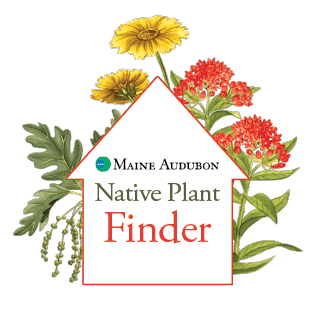 Maine Native Plant Finder