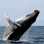 Humpback whale by Whit Welles