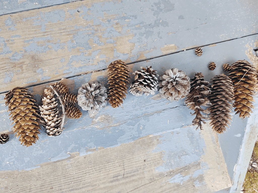 Pine Cone Collection