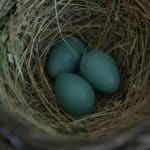 robin's nest