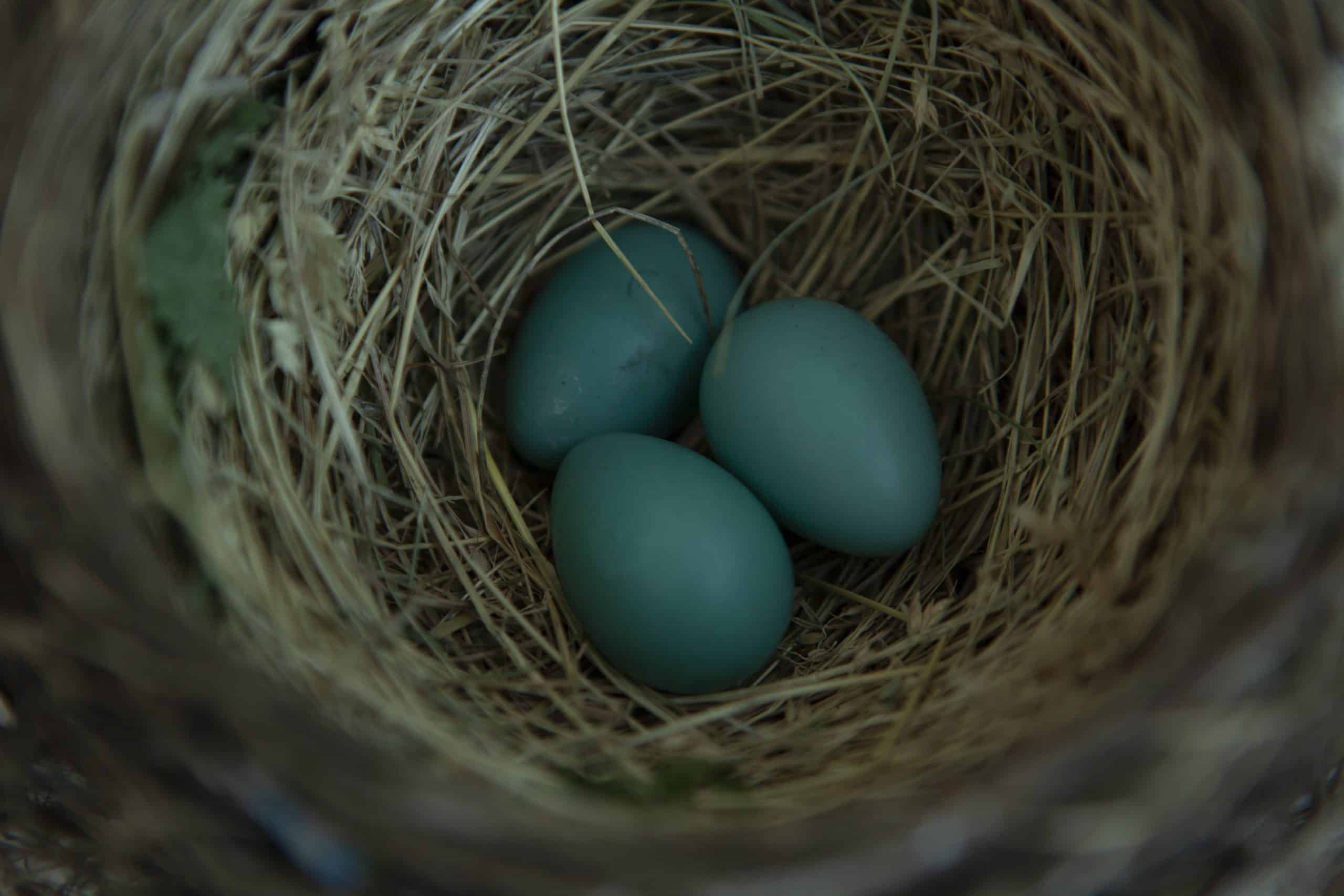 baby parakeet eggs