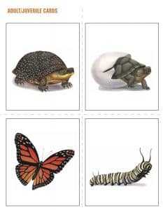 Life Cycle Cards