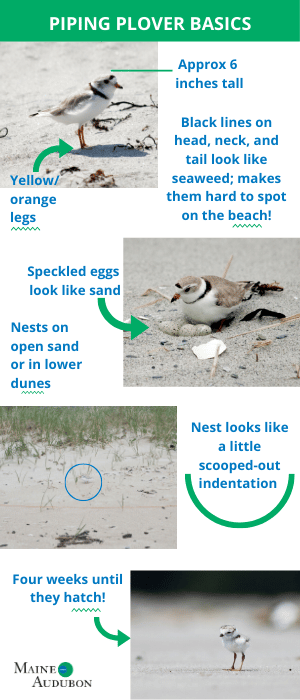 piping plover basic facts