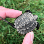 Snapping Turtle Baby