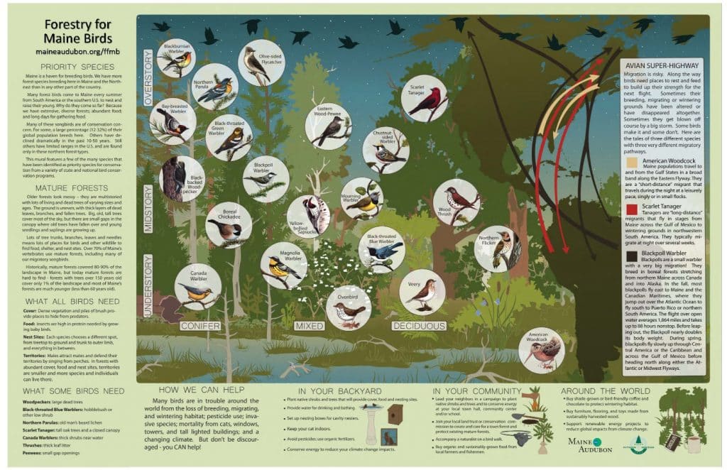 Forestry for Maine Birds poster